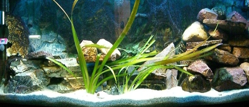 Aquarium Hauptansicht von Malawi 260