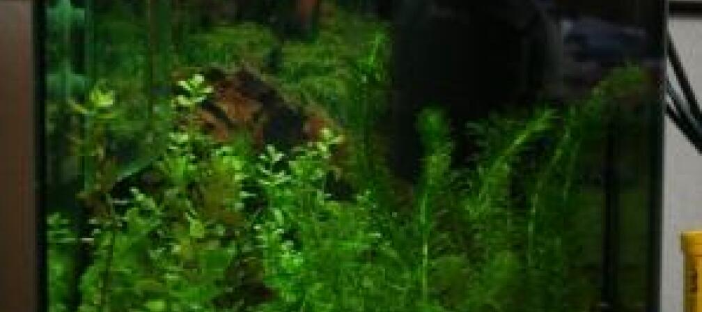 Aquarium Hauptansicht von Perlhühnchen existiert nicht mehr