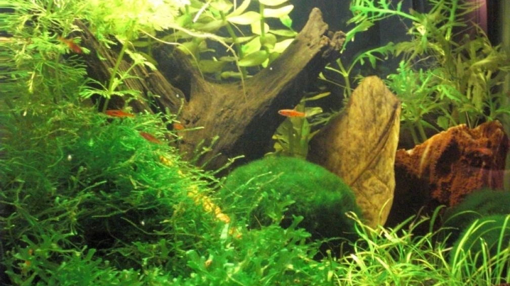 das fertige Garnelenbecken