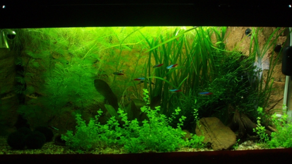 Aquarium Hauptansicht von Unser Küchenfernseher