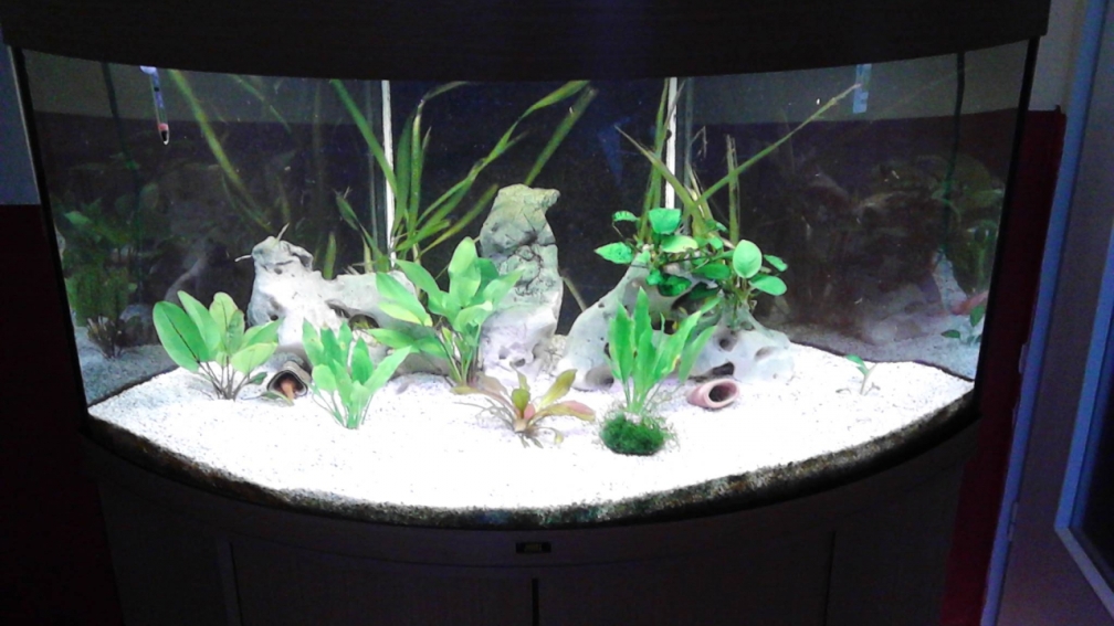 Aquarium Hauptansicht von zukünftiges Diskusbecken
