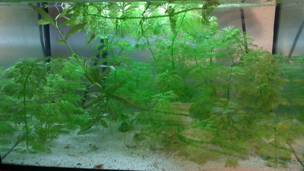 Aquarium Hauptansicht von Schreibtisch