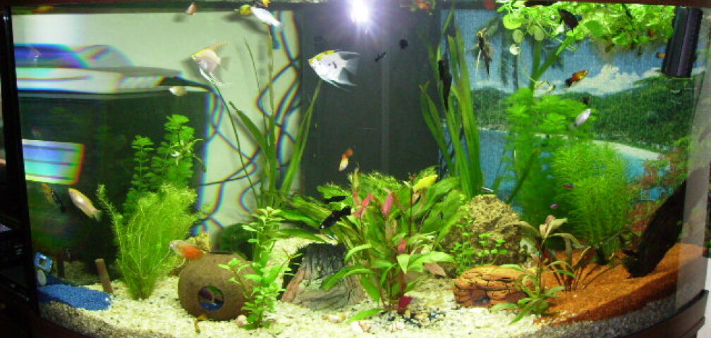 Aquarium Hauptansicht von Trigon 350
