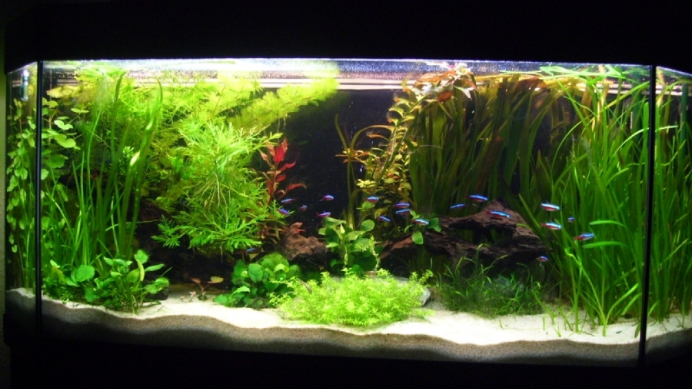 Aquarium Hauptansicht von Andy`s aquarium