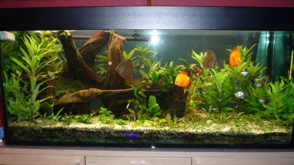 Aquarium Hauptansicht von Diskus Aquarium Hauptansicht von Diskus