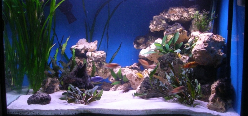 Aquarium Hauptansicht von 480l Malawiaquarium