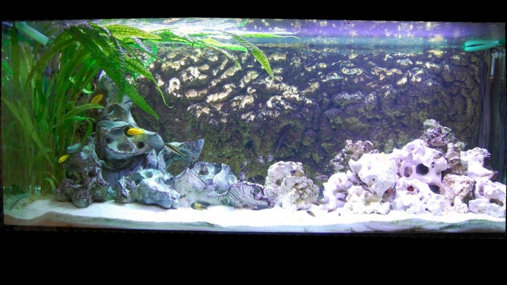 Aquarium Hauptansicht von Tropheus