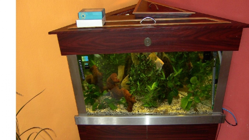 Mein Eckaquarium