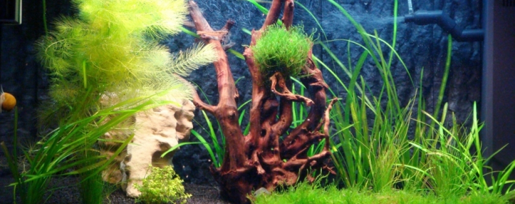 Aquarium Hauptansicht von Juwel125