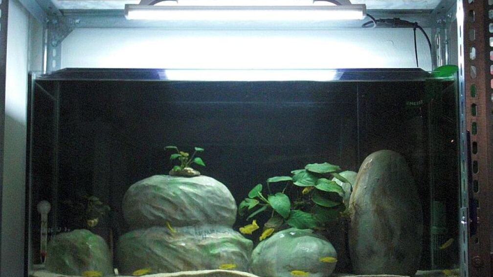 Aufzuchbecken 1 abgedunckelt