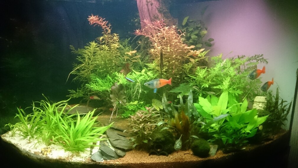 Aquarium Hauptansicht von Samarai Aquarium Hauptansicht von Samarai