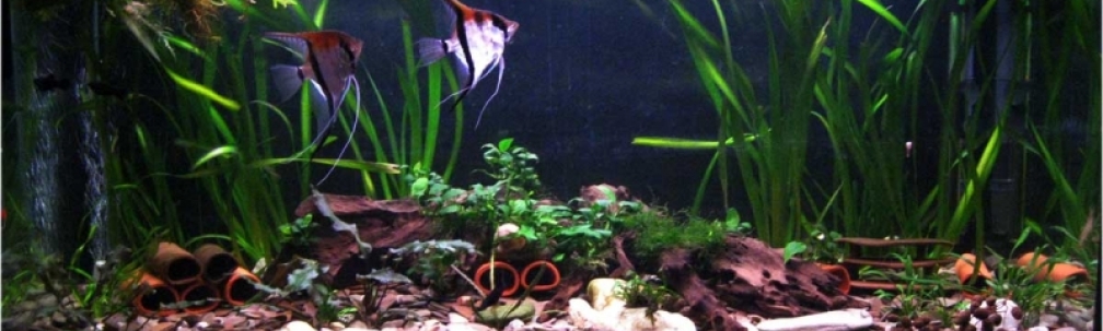 Aquarium Hauptansicht von mein stubenbecken