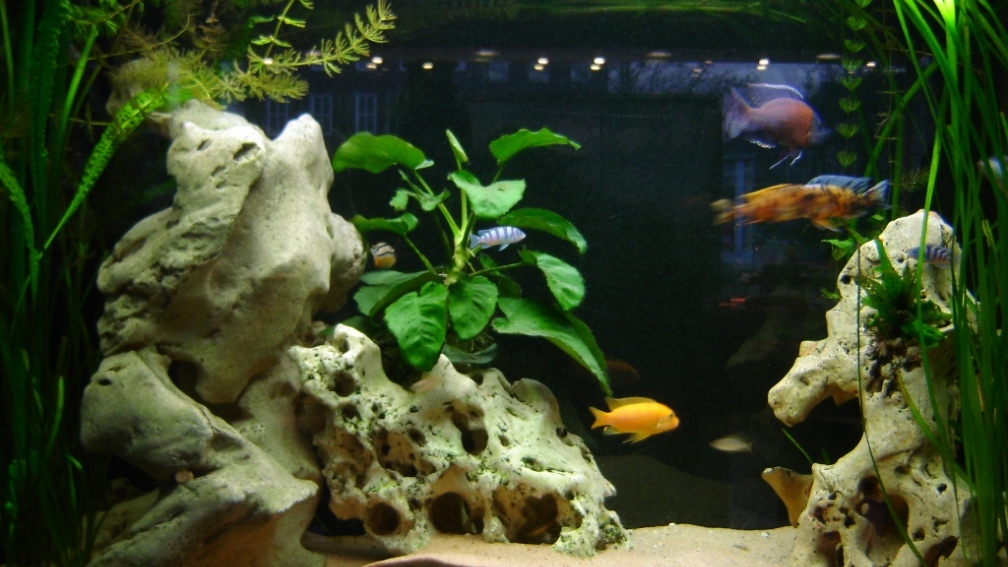 Aquarium Hauptansicht von Raumteiler