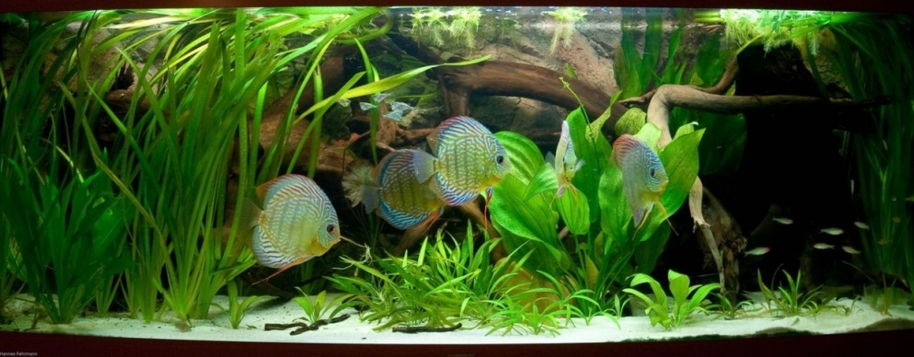 Aquarium Hauptansicht von Natural Discus Habitat