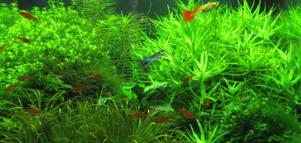 Aquarium Hauptansicht von Wilder Würfel