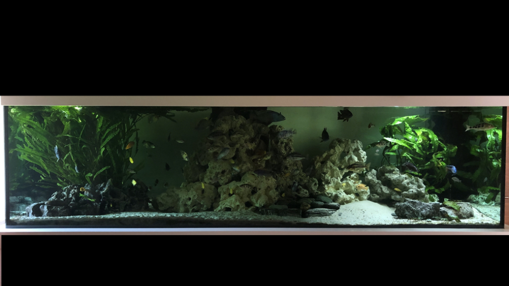 Aquarium Hauptansicht von Malawi