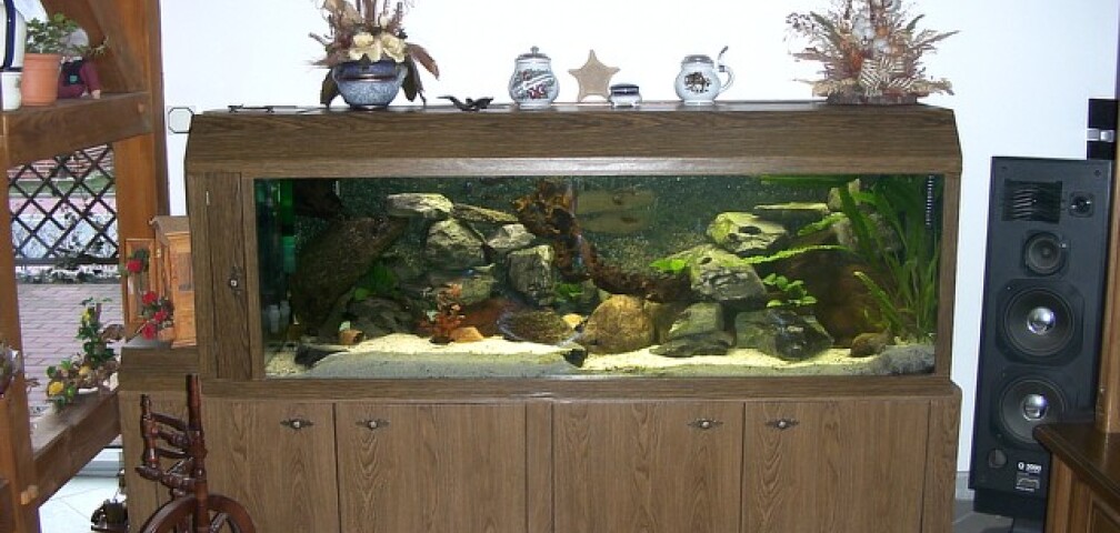 Aquarium Hauptansicht von Becken 139