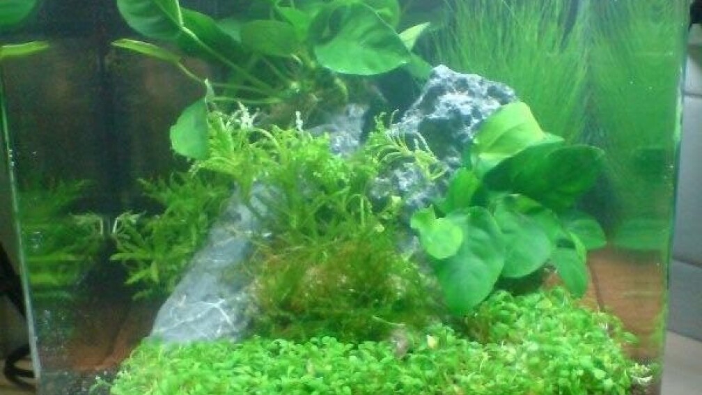 Aquarium Hauptansicht von Nano Cube Planted