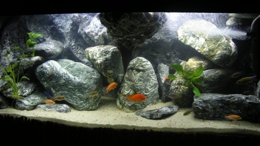 Aquarium Hauptansicht von Verdi Point