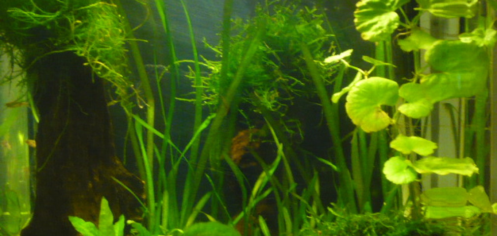 Aquarium Hauptansicht von 27 l