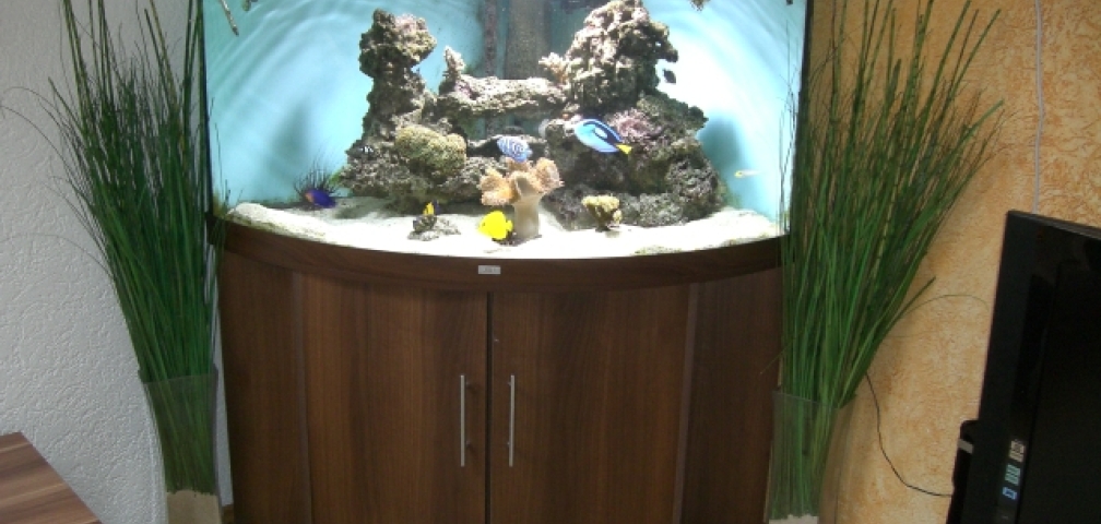 Mein kleines Traum Riff  Meerwasser