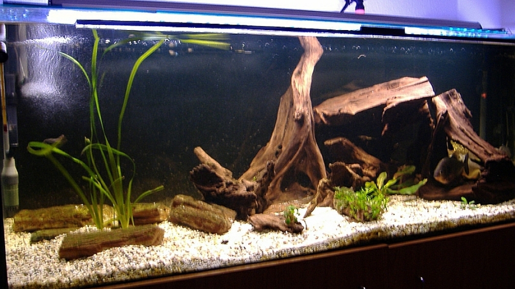 Aquarium Hauptansicht von 480L Piranha Naturbecken