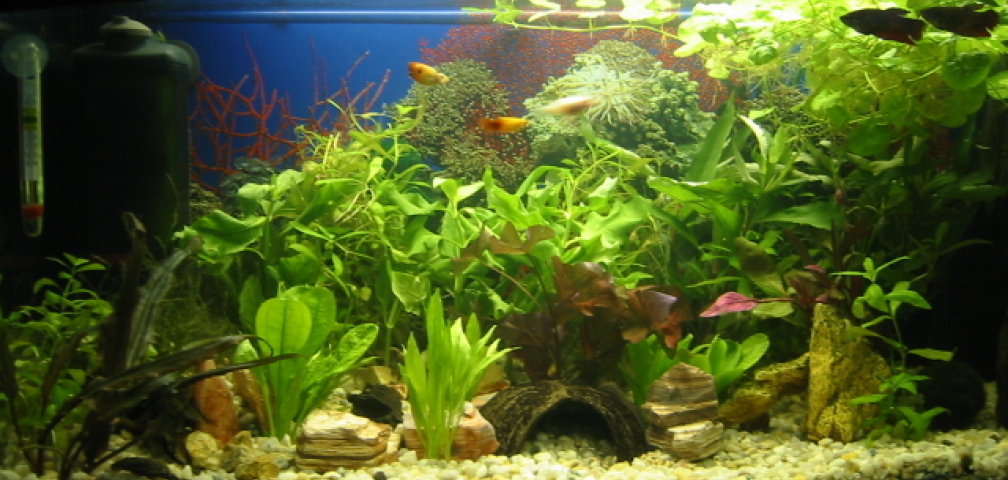 Aquarium Hauptansicht von Kampfis Pension