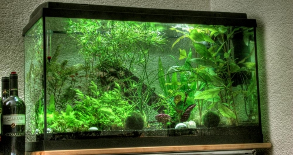 HDR Bild des Aquariums