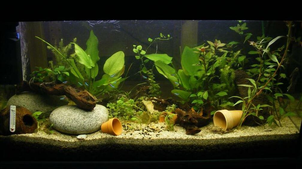 Aquarium Hauptansicht von 96 Liters