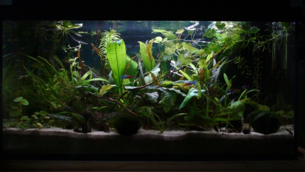 Aquarium Hauptansicht von 54l AQ