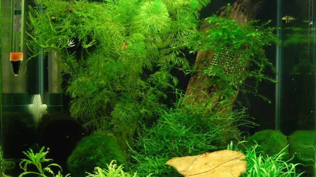 Aquarium Hauptansicht von Nano Cube 30L