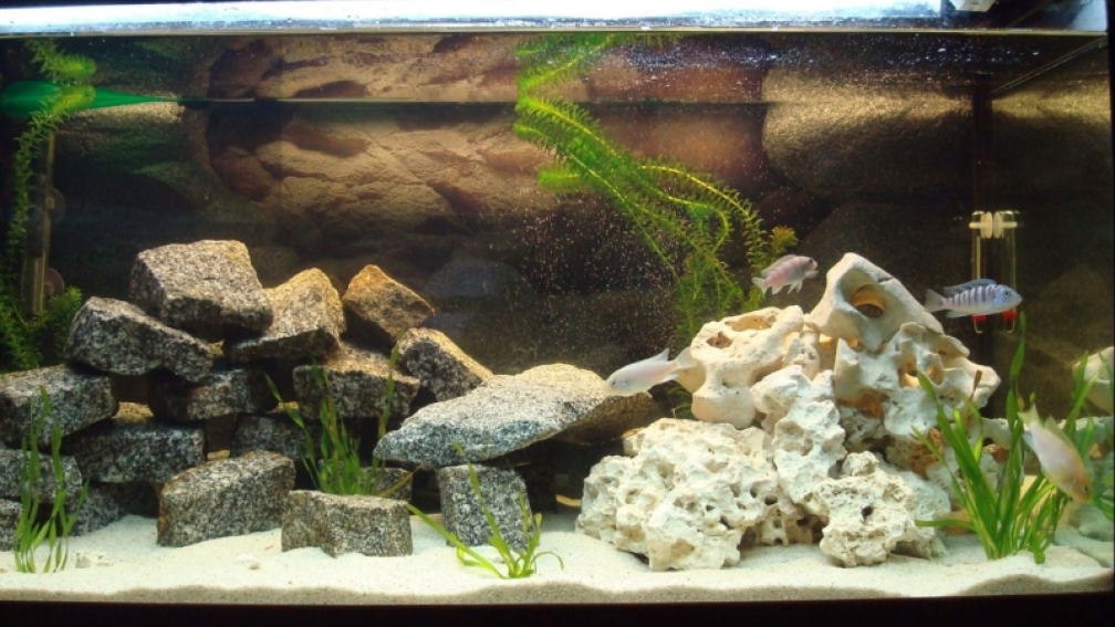 Aquarium Hauptansicht von MALAWI 250 l