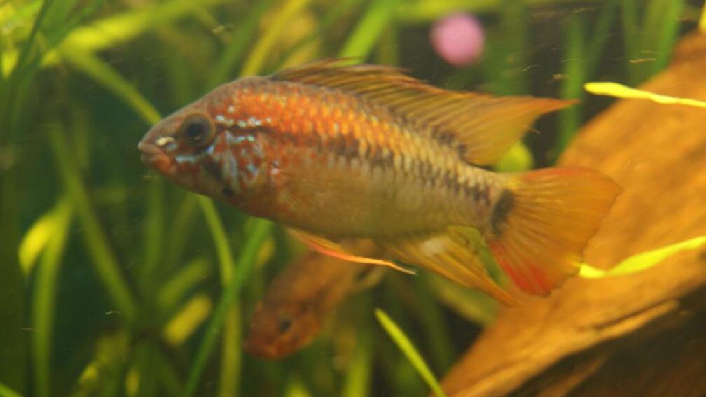 Aquarium Hauptansicht von Juwel Delta 100