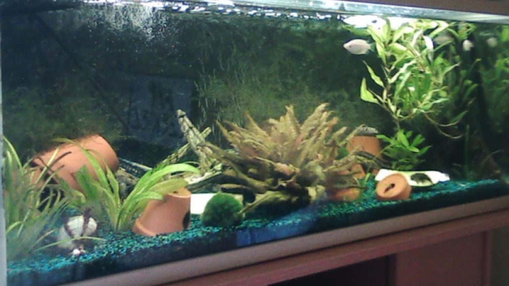 Aquarium Hauptansicht von Juwel