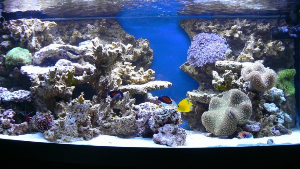 Aquarium Hauptansicht von Becken 14382