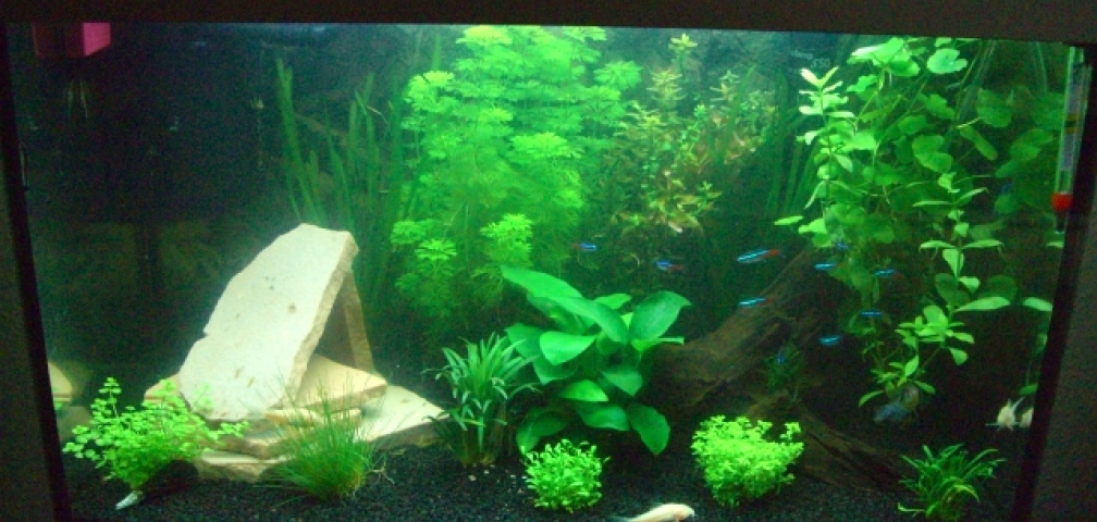 Tetra Aquaart 60L
