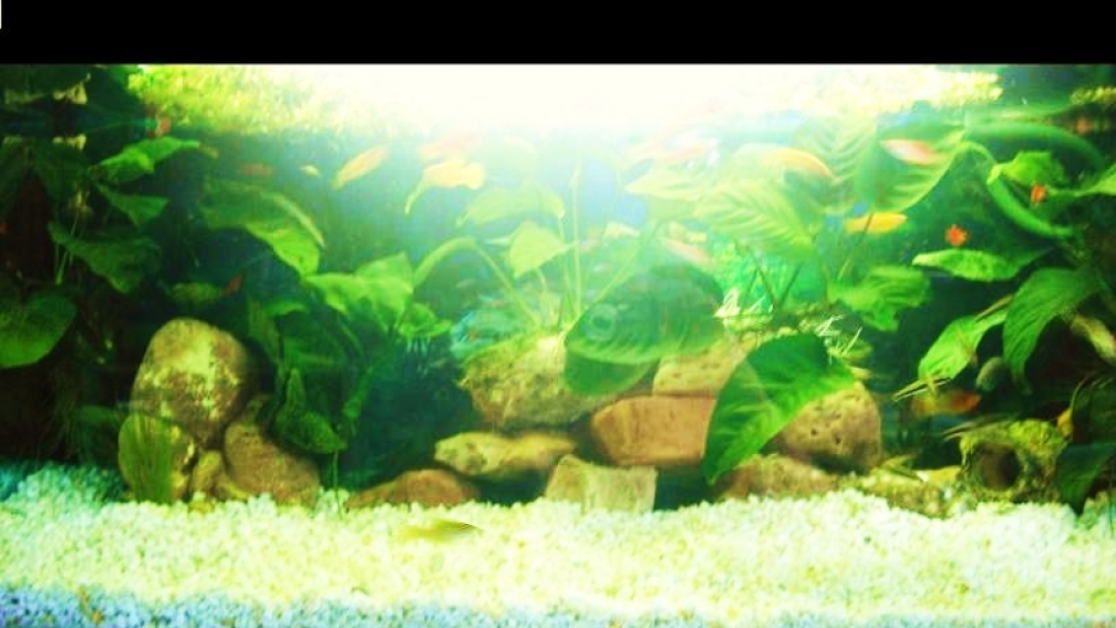 Tarlis neues Aquarium