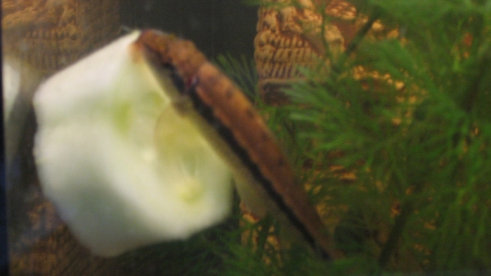 Siamesiche Saugschmerle auf Gurke