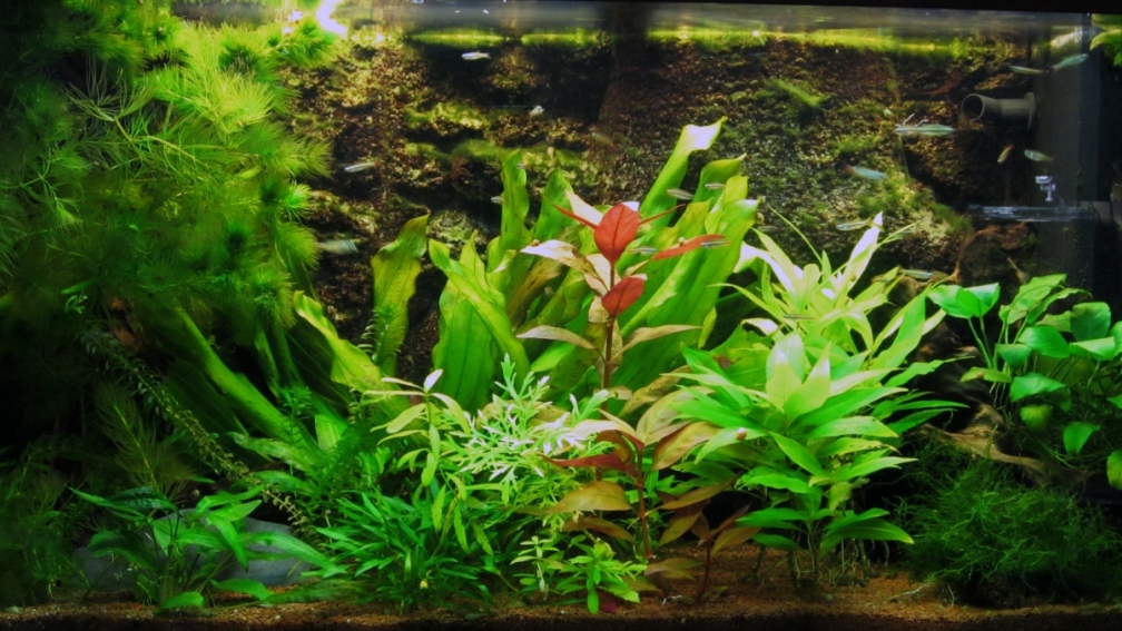 Aquarium Hauptansicht von Juwel RIO 125