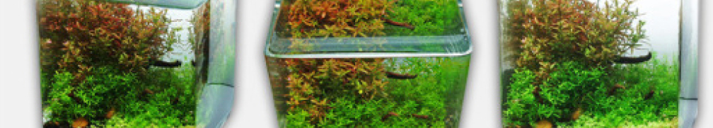 Aquarium Hauptansicht von Nano World Colour