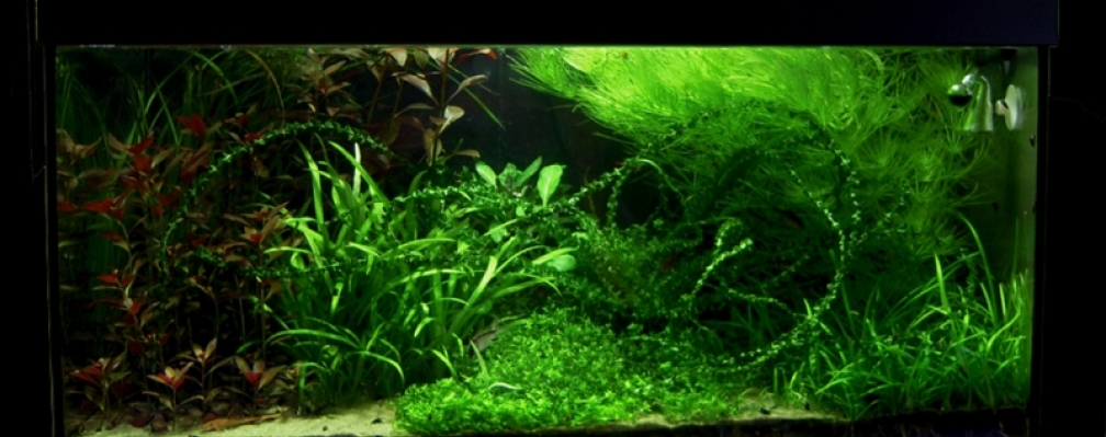 Aquarium Hauptansicht von Das Kleinere