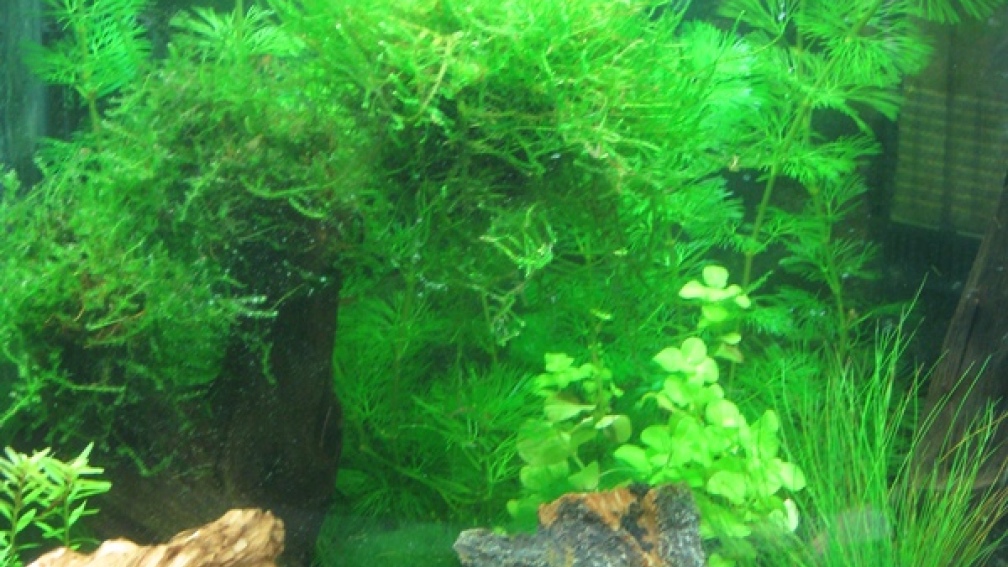 Aquarium Hauptansicht von Caty`s Garnelotopia