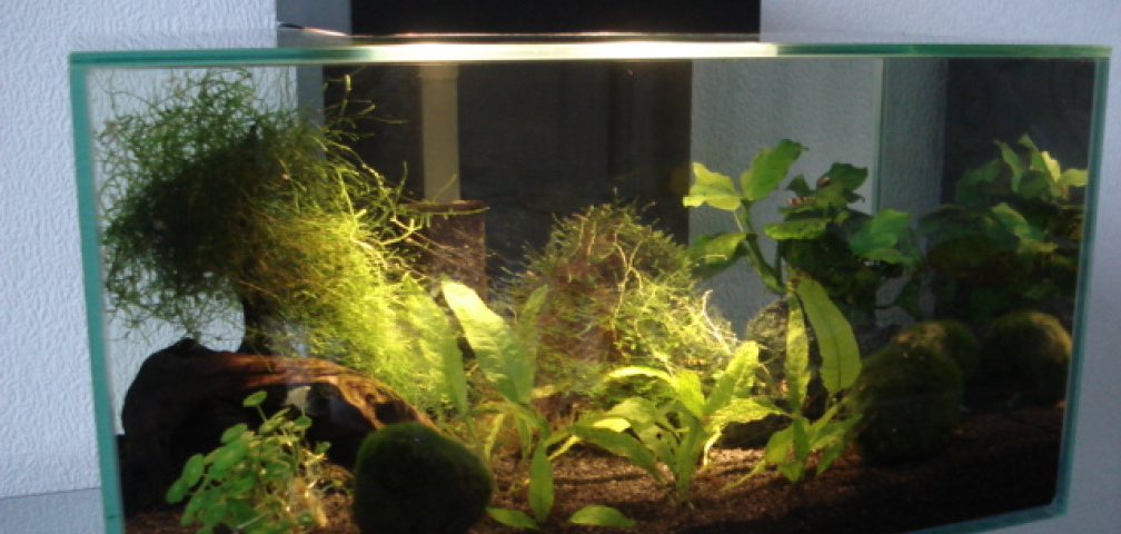 Aquarium Hauptansicht von Fluval Edge Black Bee Aquarium Hauptansicht von Fluval Edge Black Bee