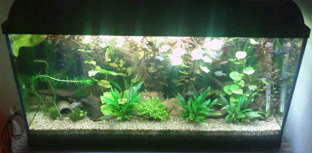 Aquarium Hauptansicht von 200l-Americana