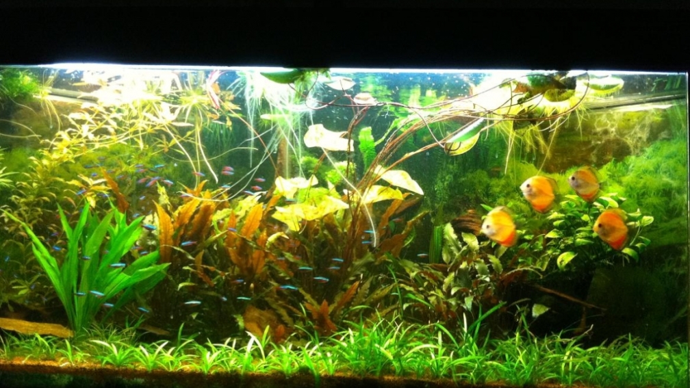 Aquarium Hauptansicht von Deltabecken