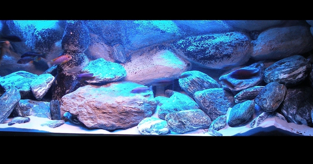 Aquarium Hauptansicht von 720 Liter Malawi