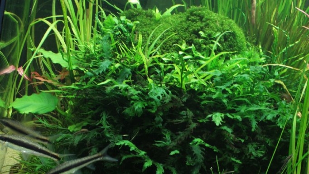 Aquarium Hauptansicht von Hypercube