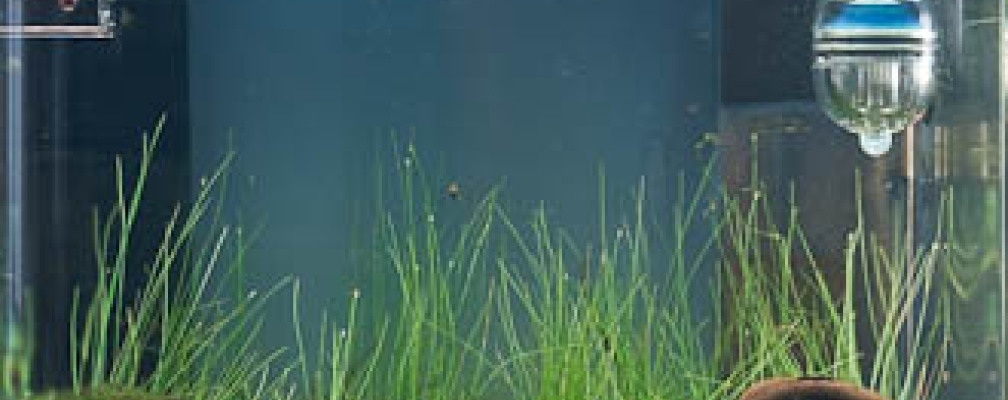 Aquarium Hauptansicht von Nano Cube