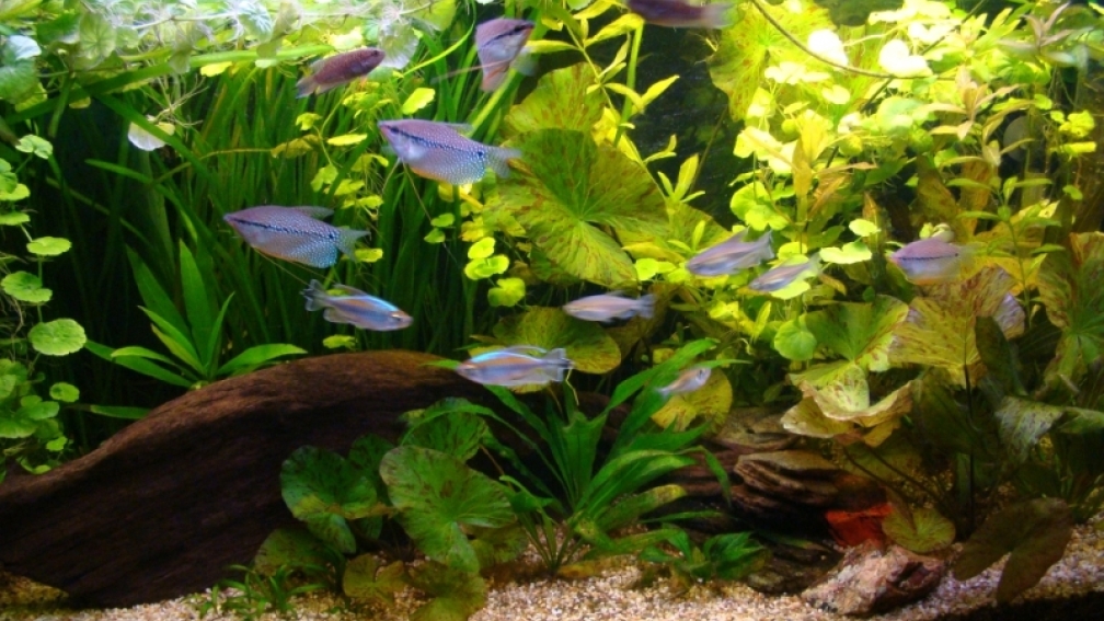 Aquarium Hauptansicht von 200 Liter Asien / Afrika