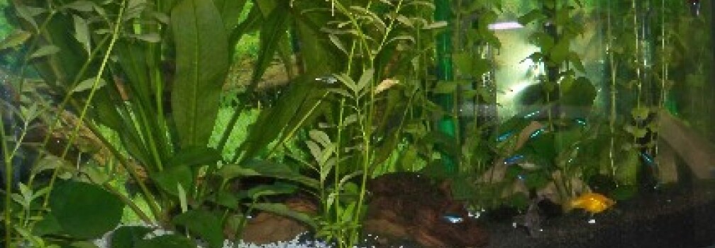 Aquarium Hauptansicht von New